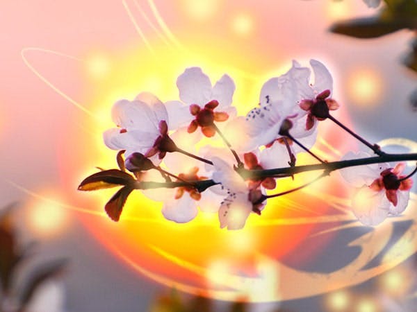 桜川 夕優日先生写真