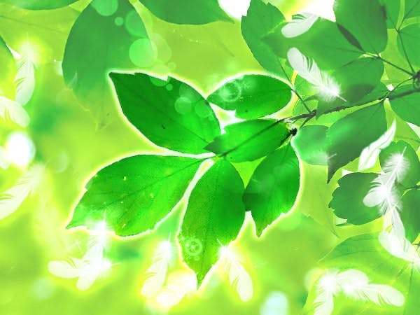 心ノ羽先生写真