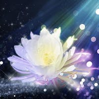涼花先生写真